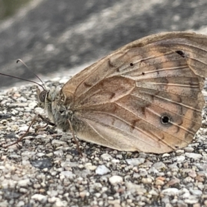 Heteronympha merope at Campbell, ACT - 15 Jan 2023