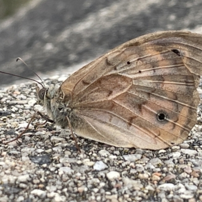 Heteronympha merope (Common Brown Butterfly) at Mount Ainslie - 15 Jan 2023 by Hejor1