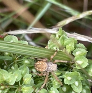 Salsa fuliginata at Campbell, ACT - 15 Jan 2023