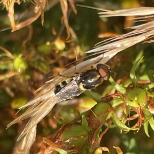 Odontomyia hunteri at Campbell, ACT - 15 Jan 2023 06:33 PM