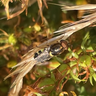Odontomyia hunteri (Soldier fly) at Mount Ainslie - 15 Jan 2023 by Hejor1
