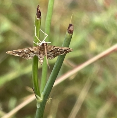 Nacoleia rhoeoalis (A Crambid moth (Spilomelinae) at Ainslie, ACT - 15 Jan 2023 by Hejor1