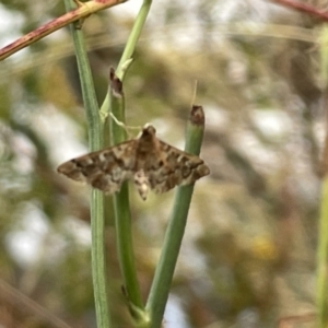 Nacoleia rhoeoalis at Ainslie, ACT - 15 Jan 2023 06:54 PM