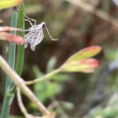 Nacoleia rhoeoalis at Ainslie, ACT - 15 Jan 2023 06:54 PM