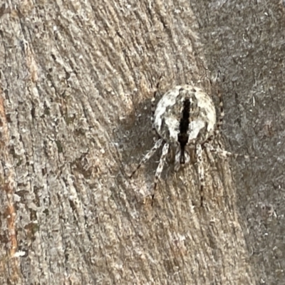 Unidentified Other web-building spider at Campbell, ACT - 15 Jan 2023 by Hejor1