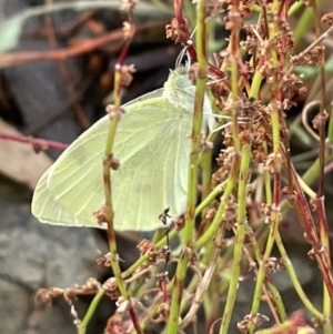 Pieris rapae at Campbell, ACT - 15 Jan 2023