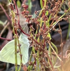 Pieris rapae at Campbell, ACT - 15 Jan 2023