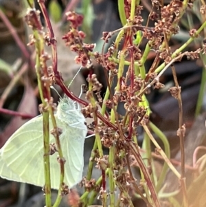 Pieris rapae at Campbell, ACT - 15 Jan 2023