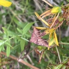 Endotricha pyrosalis (A Pyralid moth) at Mount Ainslie - 15 Jan 2023 by Hejor1