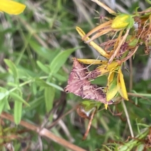 Endotricha pyrosalis at Ainslie, ACT - 15 Jan 2023 06:57 PM