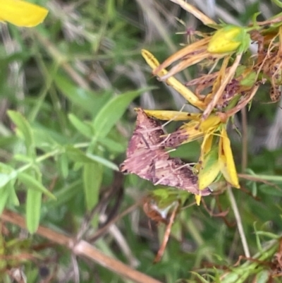 Endotricha pyrosalis (A Pyralid moth) at Mount Ainslie - 15 Jan 2023 by Hejor1