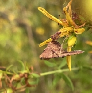 Endotricha pyrosalis at Ainslie, ACT - 15 Jan 2023