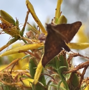 Endotricha pyrosalis at Ainslie, ACT - 15 Jan 2023