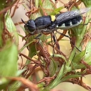 Odontomyia hunteri at Ainslie, ACT - 15 Jan 2023