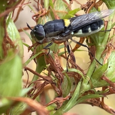 Odontomyia hunteri (Soldier fly) at Mount Ainslie - 15 Jan 2023 by Hejor1