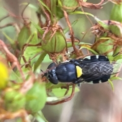 Odontomyia hunteri at Ainslie, ACT - 15 Jan 2023