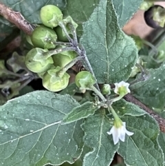 Solanum nigrum (Black Nightshade) at Mount Ainslie - 15 Jan 2023 by Hejor1