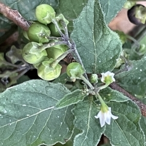 Solanum nigrum at Ainslie, ACT - 15 Jan 2023 07:35 PM