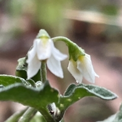 Solanum nigrum at Ainslie, ACT - 15 Jan 2023 07:35 PM