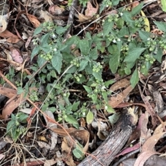 Solanum nigrum at Ainslie, ACT - 15 Jan 2023