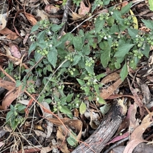 Solanum nigrum at Ainslie, ACT - 15 Jan 2023 07:35 PM