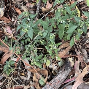 Solanum nigrum at Ainslie, ACT - 15 Jan 2023
