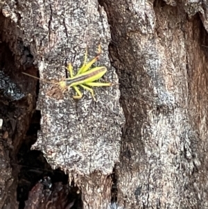 Torbia viridissima at Campbell, ACT - 15 Jan 2023