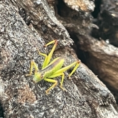 Torbia viridissima at Campbell, ACT - 15 Jan 2023