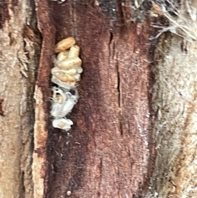 Unidentified Parasitic wasp (numerous families) at Mount Ainslie - 15 Jan 2023 by Hejor1