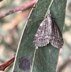 Microdes villosata (Distorted Carpet) at Ainslie, ACT - 15 Jan 2023 by Hejor1