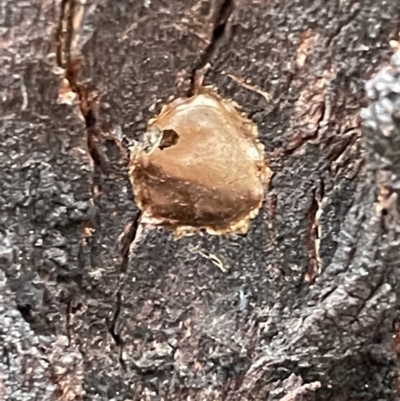 Unidentified Other web-building spider at Campbell, ACT - 15 Jan 2023 by Hejor1