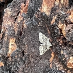 Phrissogonus laticostata (Apple looper moth) at Campbell, ACT - 15 Jan 2023 by Hejor1