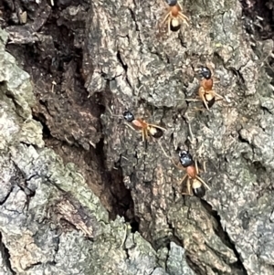 Camponotus consobrinus at Campbell, ACT - 15 Jan 2023
