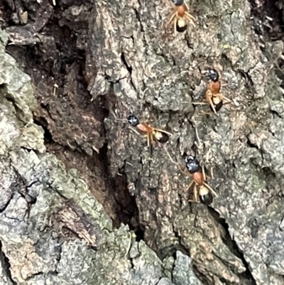 Camponotus consobrinus (Banded sugar ant) at Campbell, ACT - 15 Jan 2023 by Hejor1