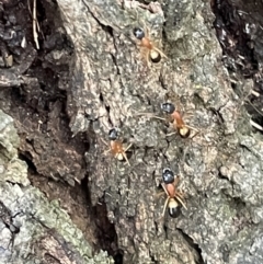 Camponotus consobrinus at Campbell, ACT - 15 Jan 2023