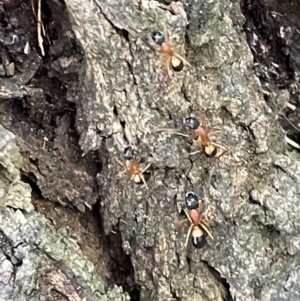 Camponotus consobrinus at Campbell, ACT - 15 Jan 2023