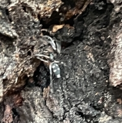 Lampona cylindrata (White-tailed Spider) at Mount Ainslie - 15 Jan 2023 by Hejor1