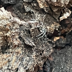 Lampona cylindrata at Campbell, ACT - 15 Jan 2023 07:59 PM