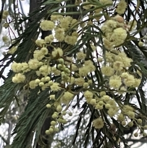 Acacia mearnsii at Ainslie, ACT - 15 Jan 2023 08:03 PM