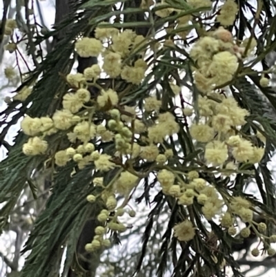 Acacia mearnsii (Black Wattle) at Mount Ainslie - 15 Jan 2023 by Hejor1