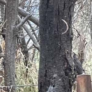 Acacia mearnsii at Ainslie, ACT - 15 Jan 2023