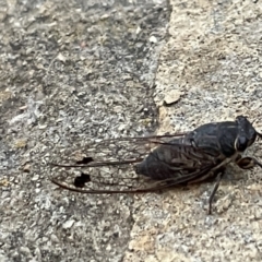 Galanga labeculata (Double-spotted cicada) at Campbell, ACT - 15 Jan 2023 by Hejor1