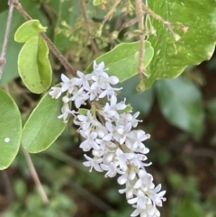 Ligustrum sinense (Narrow-leaf Privet, Chinese Privet) at Mount Ainslie - 16 Jan 2023 by Hejor1