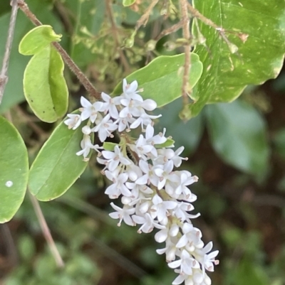 Ligustrum sinense (Narrow-leaf Privet, Chinese Privet) at Mount Ainslie - 16 Jan 2023 by Hejor1