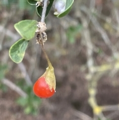 Lycium ferocissimum (African Boxthorn) at Mount Ainslie - 16 Jan 2023 by Hejor1