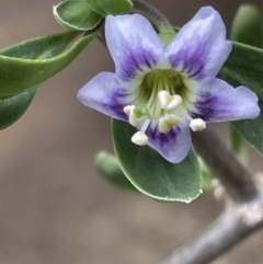 Lycium ferocissimum at Campbell, ACT - 16 Jan 2023 05:04 PM