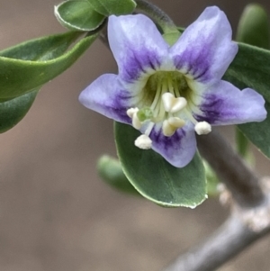 Lycium ferocissimum at Campbell, ACT - 16 Jan 2023 05:04 PM