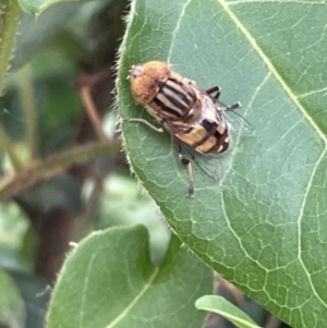 Eristalinus punctulatus at Campbell, ACT - 16 Jan 2023