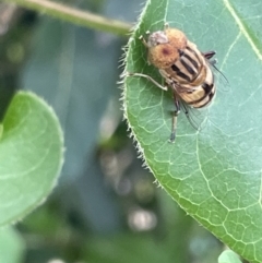 Eristalinus punctulatus at Campbell, ACT - 16 Jan 2023