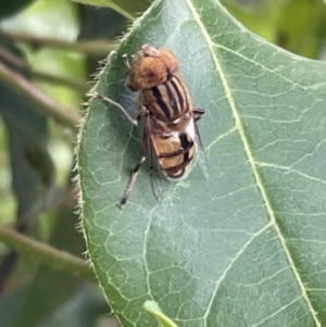 Eristalinus punctulatus at Campbell, ACT - 16 Jan 2023